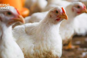 Influenza aviar: México mantiene bajo el riesgo, pero refuerza la vigilancia