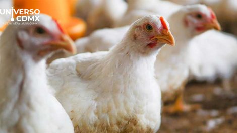 Influenza aviar: México mantiene bajo el riesgo, pero refuerza la vigilancia