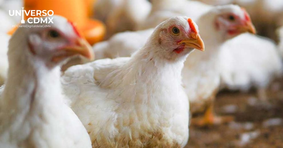 Influenza aviar: México mantiene bajo el riesgo, pero refuerza la vigilancia
