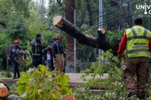 Cambio climático acabó con la resistencia de los árboles en CDMX