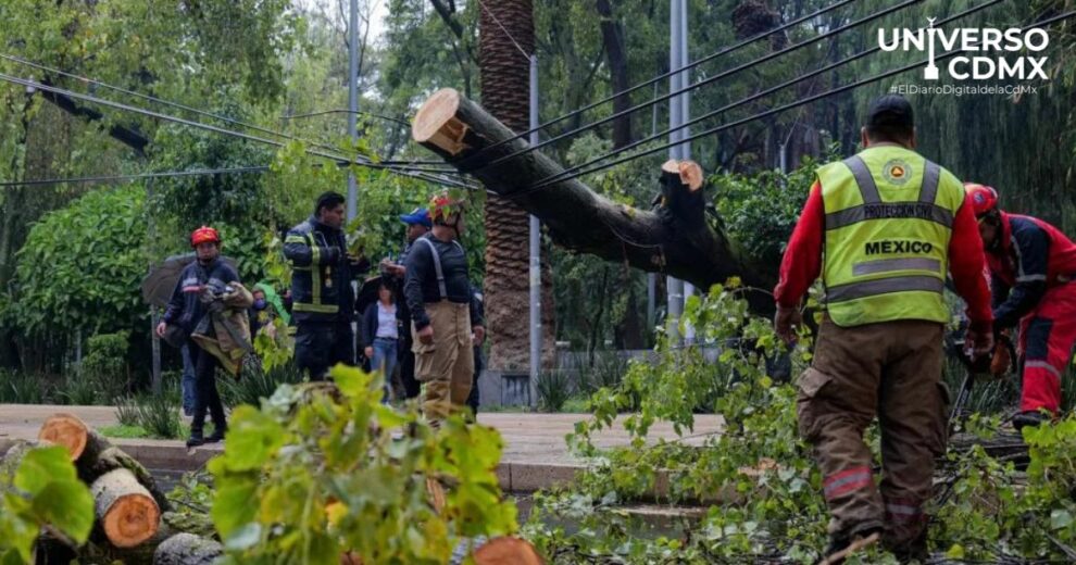 Cambio climático acabó con la resistencia de los árboles en CDMX