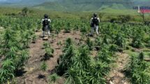 Descubren y destruyen 3 plantíos de marihuana en Jalisco