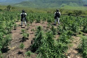 Descubren y destruyen 3 plantíos de marihuana en Jalisco