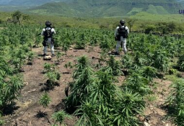 Descubren y destruyen 3 plantíos de marihuana en Jalisco