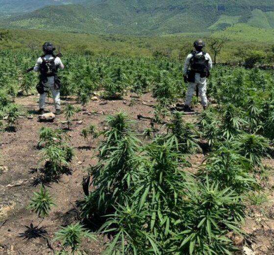 Descubren y destruyen 3 plantíos de marihuana en Jalisco