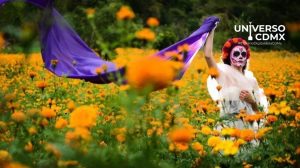 WebCDM La flor de cempasuchil Historia y significado en el Dia de Muertos