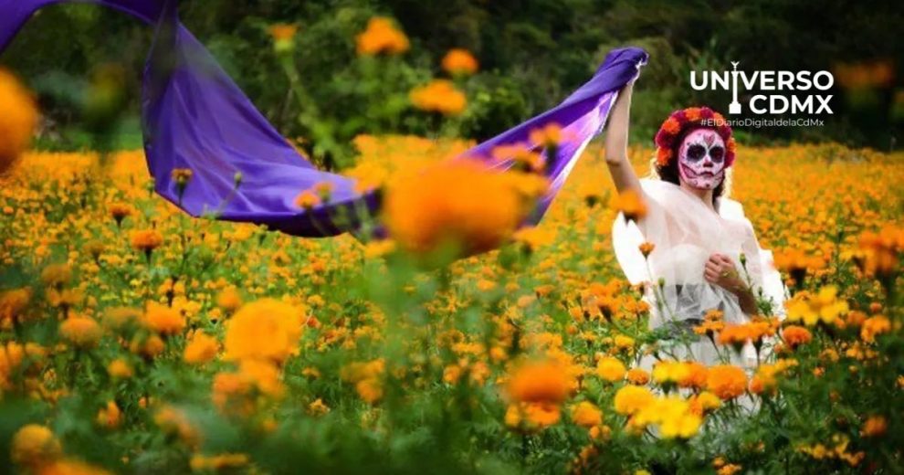 WebCDM La flor de cempasuchil Historia y significado en el Dia de Muertos