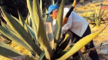 ¿Cuáles son los beneficios de tomar pulque?