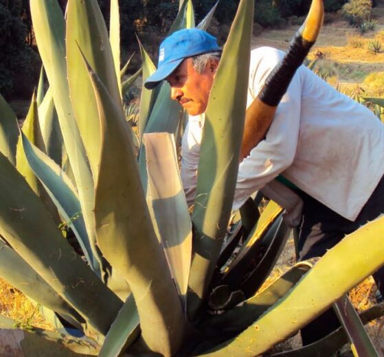 ¿Cuáles son los beneficios de tomar pulque?