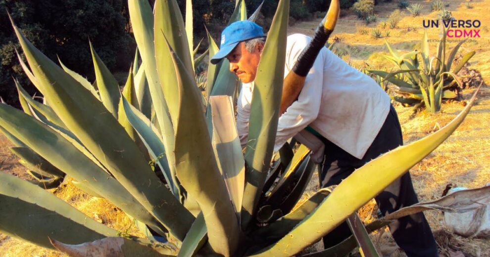 ¿Cuáles son los beneficios de tomar pulque?