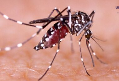 Alerta por dengue 2024: Recomendaciones para prevenir la picadura del mosquito Aedes Aegypti