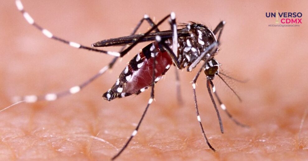 Alerta por dengue 2024: Recomendaciones para prevenir la picadura del mosquito Aedes Aegypti