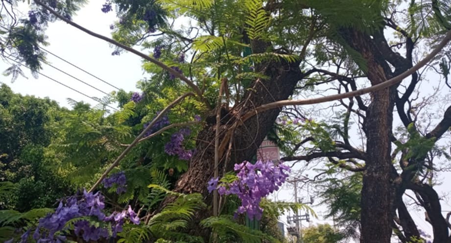 Salvan jacarandas en la colonia del Valle con el acompañamiento de la defensoría pública  1 WhatsApp Image 2022 09 27 at 1.05.19 PM