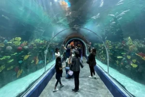 Acuario Michin: una experiencia acuática inigualable en la CDMX