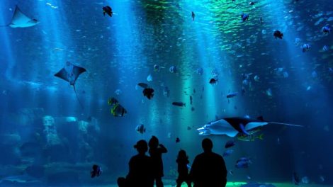 acuario parque tepeyac ok