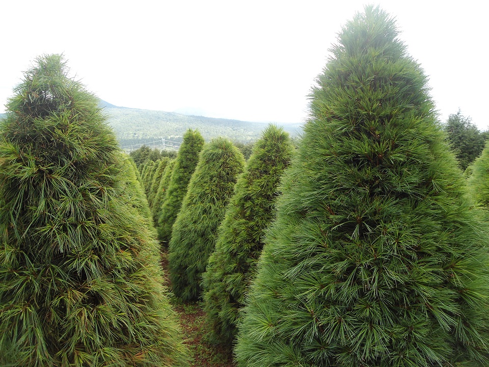 Un árbol Navideño por una planta 1 arbol de navidad natural ciudad de