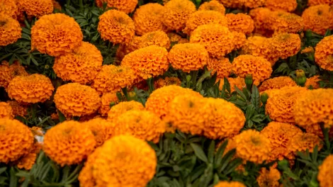 cepasuchil2