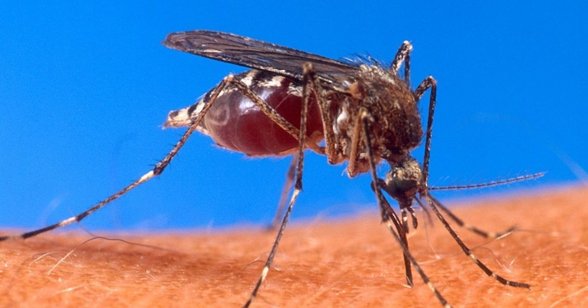 dengue