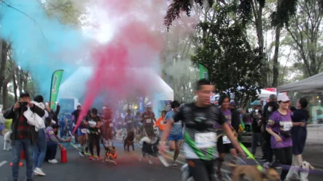 dog running cdmx 2024