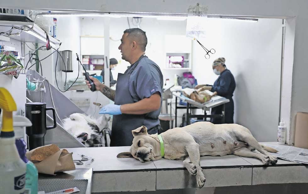 Un pequeño microchip, un gran cambio para nuestras mascotas 1 Un pequeño chip, un gran cambio para nuestras mascotas