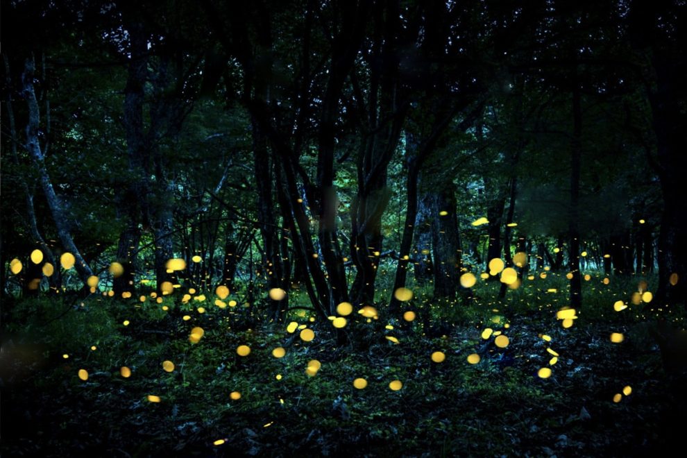 ¡Bosque de Chapultepec se ilumina con el encanto de las luciérnagas! 1 festival de luciernagas amecameca