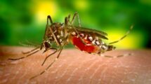 ¿Está el dengue al borde de invadir México? Expertos advierten sobre estados propensos a ser afectados próximamente