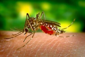 ¿Está el dengue al borde de invadir México? Expertos advierten sobre estados propensos a ser afectados próximamente