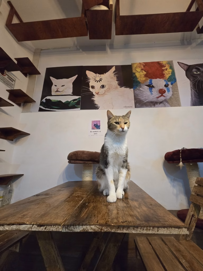 Café con causa felina: Un espacio en la CDMX ofrece alimentos accesibles y la oportunidad de adoptar gatitos rescatados 8 image 180
