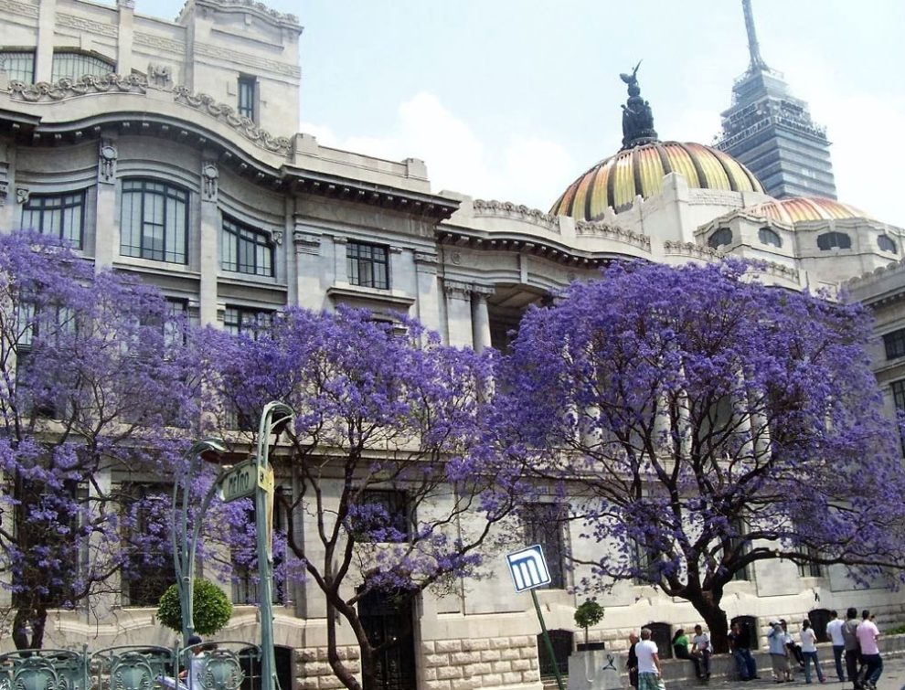 Jacarandás pintan de violeta La Ciudad de México 1 jacarandas 2