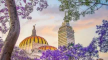 jacarandas decoran calles ciudad mexico 0 282 958 596