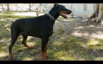 gusano_barrenador_a_perro
