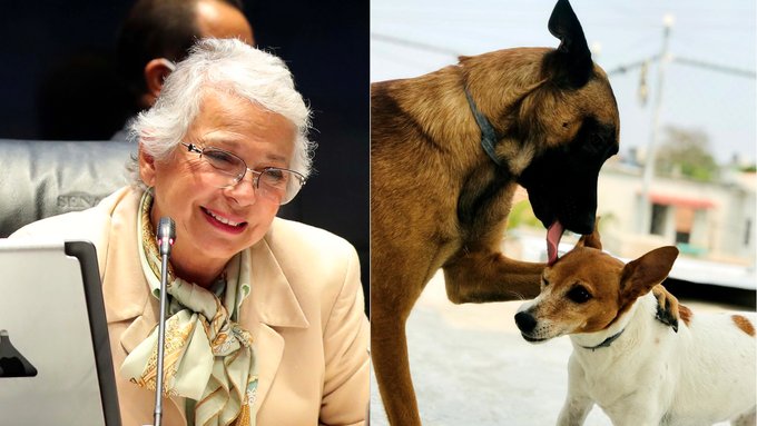 Propuesta de Morena busca reconocer a las mascotas en el Registro Civil como parte de la familia 7 m36AgQYo