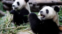 China presenta su primer oso panda virtual: una innovadora combinación de IA y metaverso para la conservación y educación