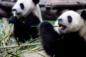 China presenta su primer oso panda virtual: una innovadora combinación de IA y metaverso para la conservación y educación