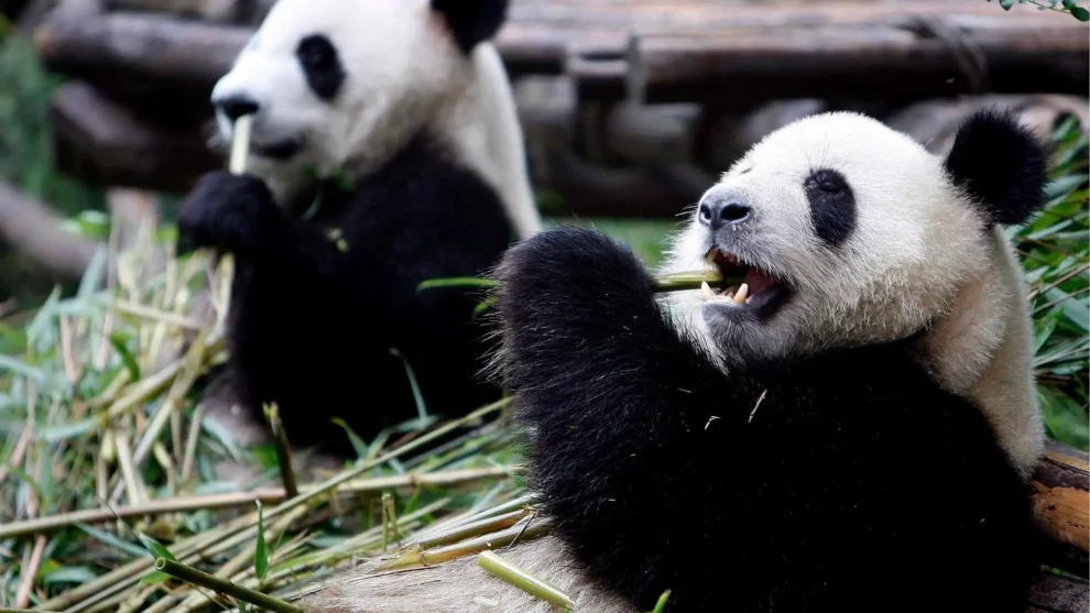 China presenta su primer oso panda virtual: una innovadora combinación de IA y metaverso para la conservación y educación