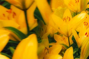Flores amarillas: El secreto para mantenerlas frescas y radiantes por semanas 3 Flores amarillas: El secreto para mantenerlas frescas y radiantes por semanas