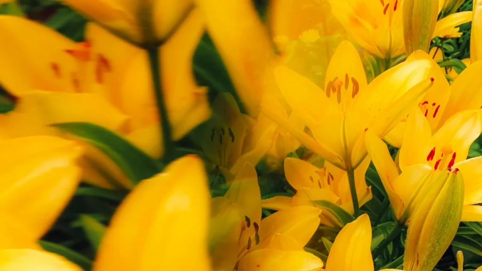 Flores amarillas: El secreto para mantenerlas frescas y radiantes por semanas 1 Flores amarillas: El secreto para mantenerlas frescas y radiantes por semanas
