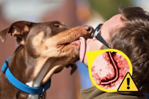 portada imss advierte esta enfermedad zoonosis focus 0 0 1098 747