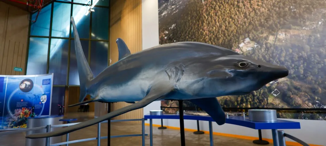 La extraordinaria exposición de tiburones llega a México desde Nueva York 1 Tiburones