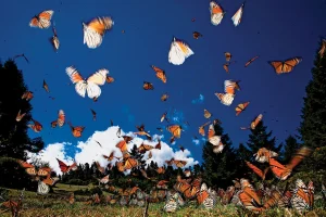 Febrero y marzo: Los mejores meses para visitar el santuario de la mariposa monarca