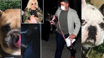 video lady gaga paseador de perros herido